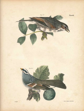 Item #34549 Bird print - Plate 61 from Zoology of New York, or the New-York Fauna. Part II Birds....