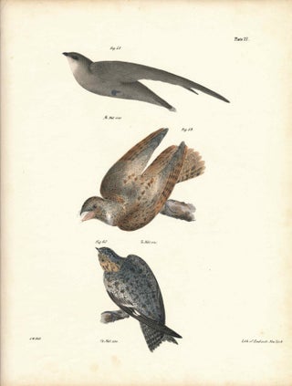 Item #34550 Bird print - Plate 27 from Zoology of New York, or the New-York Fauna. Part II Birds....
