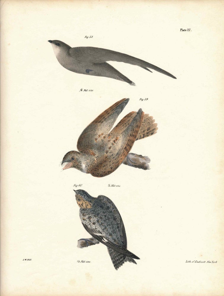 Item #34550 Bird print - Plate 27 from Zoology of New York, or the New-York Fauna. Part II Birds. (Sparrow, Whipporwill, and Nighthawk). James E. De Kay, J. W. Hill, George Endicott, John William, lithographer, Ellsworth.