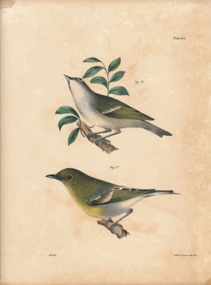 Item #34551 Bird print - Plate 35 from Zoology of New York, or the New-York Fauna. Part II Birds. (Greenlets). James E. De Kay, J. W. Hill, George Endicott, John William, lithographer, Ellsworth.