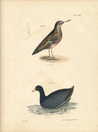 Item #34552 Bird print - Plate 104 from Zoology of New York, or the New-York Fauna. Part II...