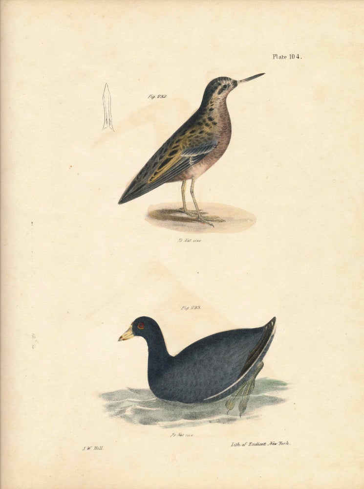 Item #34552 Bird print - Plate 104 from Zoology of New York, or the New-York Fauna. Part II Birds. (American Coot and Red Phalarope). James E. De Kay, J. W. Hill, George Endicott, John William, lithographer, Ellsworth.