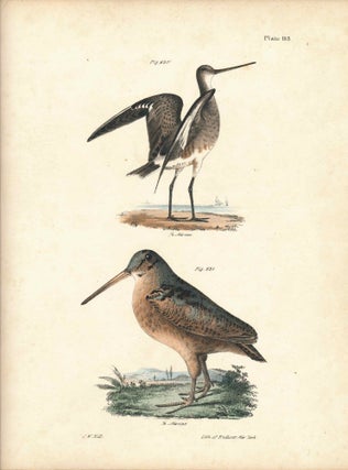 Item #34553 Bird print - Plate 103 from Zoology of New York, or the New-York Fauna. Part II...
