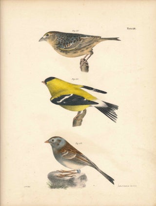 Item #34554 Bird print - Plate 66 from Zoology of New York, or the New-York Fauna. Part II Birds....