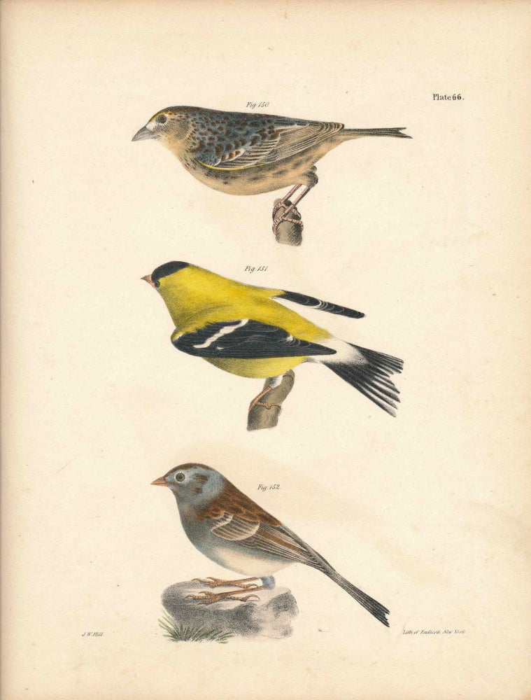 Item #34554 Bird print - Plate 66 from Zoology of New York, or the New-York Fauna. Part II Birds. (Buntings and Gold Finch). James E. De Kay, J. W. Hill, George Endicott, John William, lithographer, Ellsworth.