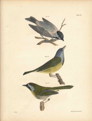 Item #34555 Bird print - Plate 54 from Zoology of New York, or the New-York Fauna. Part II Birds....