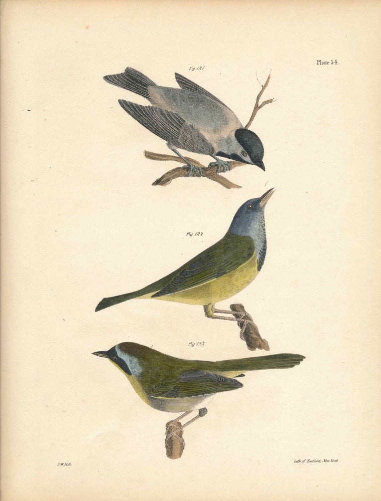 Item #34555 Bird print - Plate 54 from Zoology of New York, or the New-York Fauna. Part II Birds. (Titmouse and Warblers). James E. De Kay, J. W. Hill, George Endicott, John William, lithographer, Ellsworth.