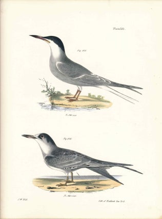 Item #34556 Bird print - Plate 125 from Zoology of New York, or the New-York Fauna. Part II...