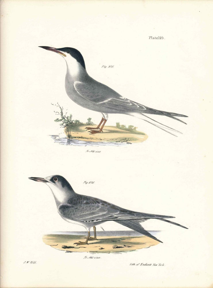 Item #34556 Bird print - Plate 125 from Zoology of New York, or the New-York Fauna. Part II Birds. (Terns). James E. De Kay, J. W. Hill, George Endicott, John William, lithographer, Ellsworth.