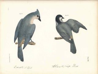 Item #34557 Bird print - Plate 45 from Zoology of New York, or the New-York Fauna. Part II Birds....