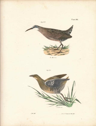 Item #34558 Bird print - Plate 100 from Zoology of New York, or the New-York Fauna. Part II...