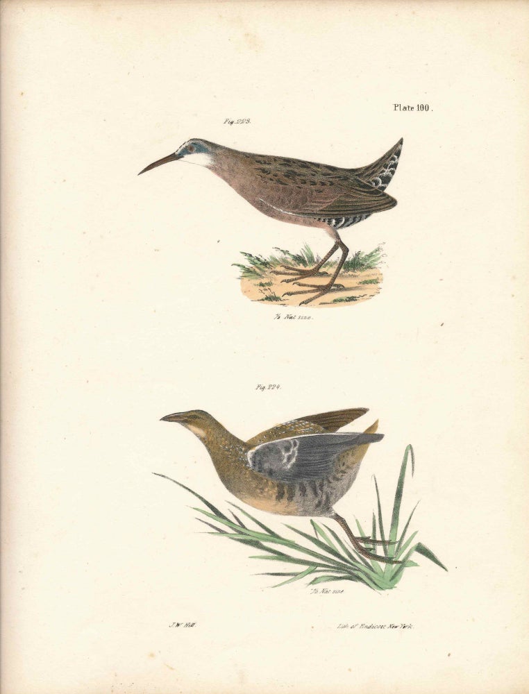 Item #34558 Bird print - Plate 100 from Zoology of New York, or the New-York Fauna. Part II Birds. (Mud-hen and Sora Rail). James E. De Kay, J. W. Hill, George Endicott, John William, lithographer, Ellsworth.