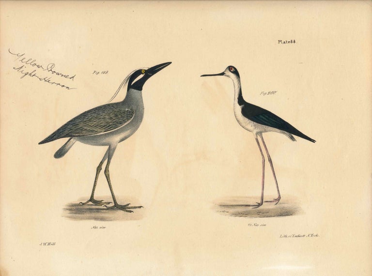 Item #34559 Bird print - Plate 88 from Zoology of New York, or the New-York Fauna. Part II Birds. (Herons). James E. De Kay, J. W. Hill, George Endicott, John William, lithographer, Ellsworth.