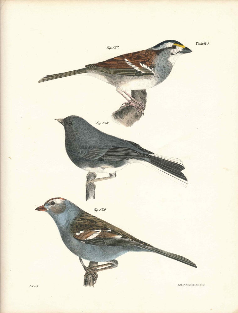 Item #34560 Bird print - Plate 60 from Zoology of New York, or the New-York Fauna. Part II Birds. (Sparrows and Snowbird). James E. De Kay, J. W. Hill, George Endicott, John William, lithographer, Ellsworth.
