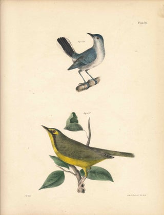 Item #34561 Bird print - Plate 56 from Zoology of New York, or the New-York Fauna. Part II Birds....