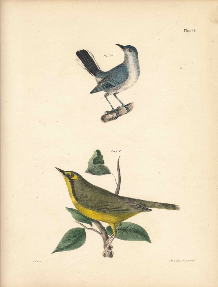 Item #34561 Bird print - Plate 56 from Zoology of New York, or the New-York Fauna. Part II Birds. (Gnatcatcher and Warbler). James E. De Kay, J. W. Hill, George Endicott, John William, lithographer, Ellsworth.
