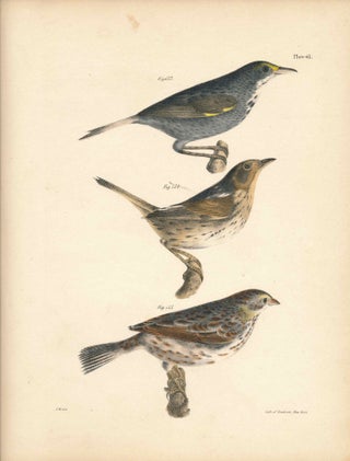 Item #34562 Bird print - Plate 67 from Zoology of New York, or the New-York Fauna. Part II Birds....