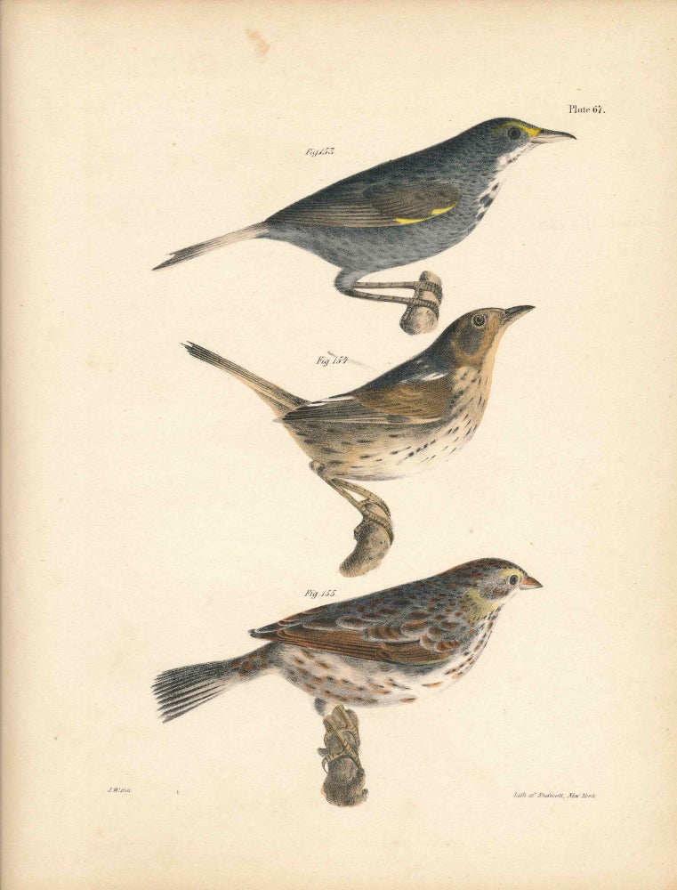Item #34562 Bird print - Plate 67 from Zoology of New York, or the New-York Fauna. Part II Birds. (Finch, Bunting, Quail-head). James E. De Kay, J. W. Hill, George Endicott, John William, lithographer, Ellsworth.