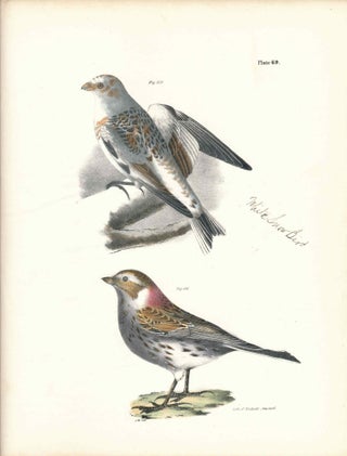 Item #34563 Bird print - Plate 69 from Zoology of New York, or the New-York Fauna. Part II Birds....