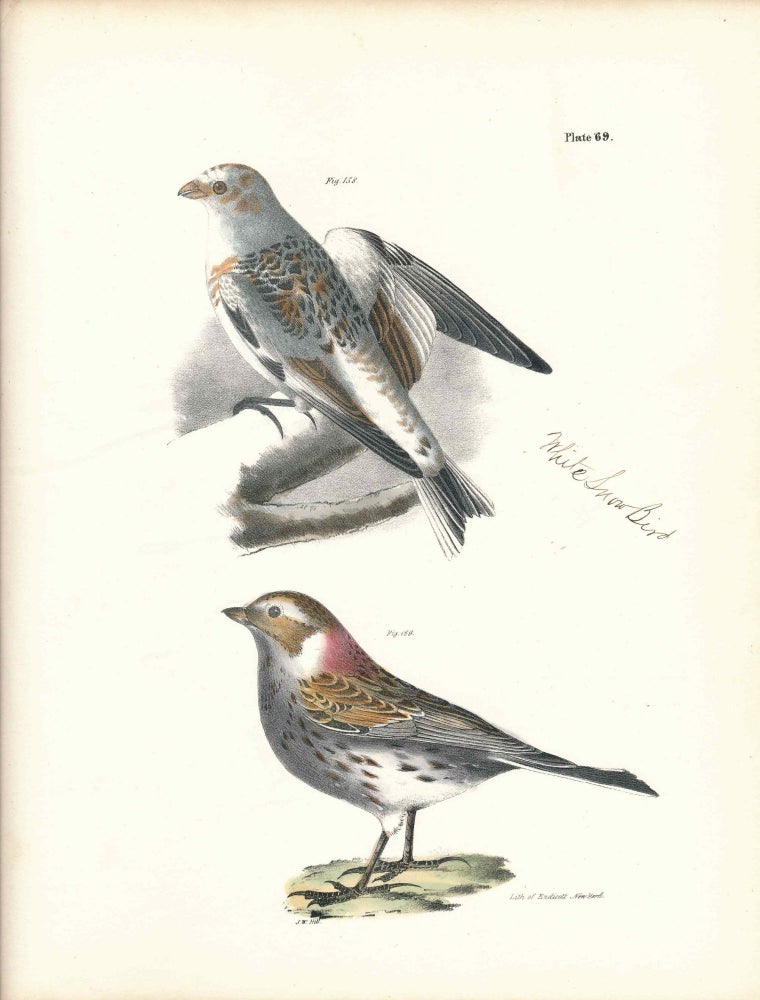 Item #34563 Bird print - Plate 69 from Zoology of New York, or the New-York Fauna. Part II Birds. (Snowbirds). James E. De Kay, J. W. Hill, George Endicott, John William, lithographer, Ellsworth.