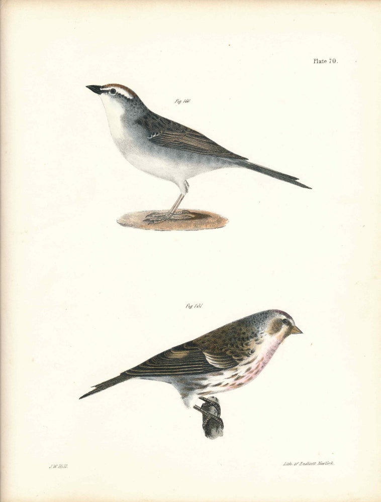 Item #34564 Bird print - Plate 70 from Zoology of New York, or the New-York Fauna. Part II Birds. (Chip-bird and Lesser Redpoll). James E. De Kay, J. W. Hill, George Endicott, John William, lithographer, Ellsworth.