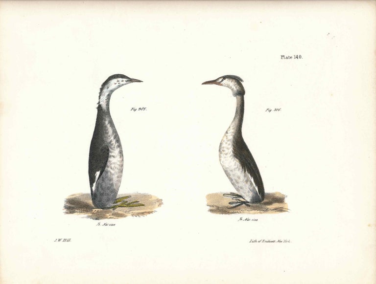 Item #34565 Bird print - Plate 140 from Zoology of New York, or the New-York Fauna. Part II Birds. (Grebes). James E. De Kay, J. W. Hill, George Endicott, John William, lithographer, Ellsworth.