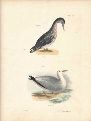 Item #34566 Bird print - Plate 122 from Zoology of New York, or the New-York Fauna. Part II...