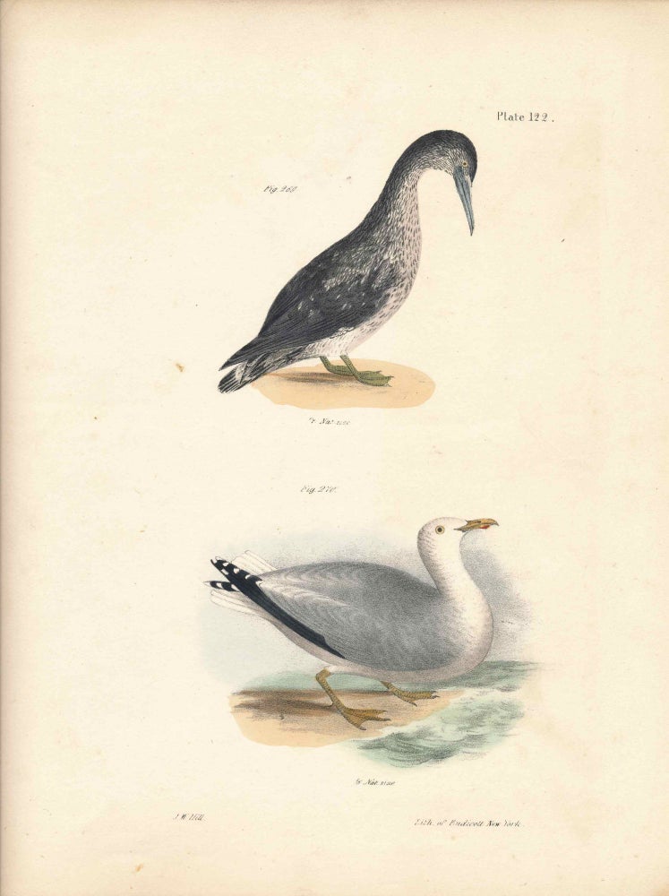 Item #34566 Bird print - Plate 122 from Zoology of New York, or the New-York Fauna. Part II Birds. (Gannet and Gull). James E. De Kay, J. W. Hill, George Endicott, John William, lithographer, Ellsworth.