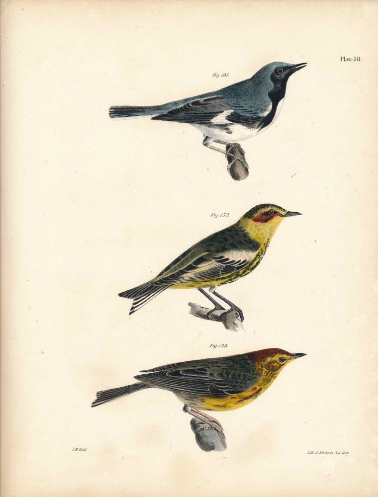 Item #34567 Bird print - Plate 58 from Zoology of New York, or the New-York Fauna. Part II Birds. (Warblers). James E. De Kay, J. W. Hill, George Endicott, John William, lithographer, Ellsworth.