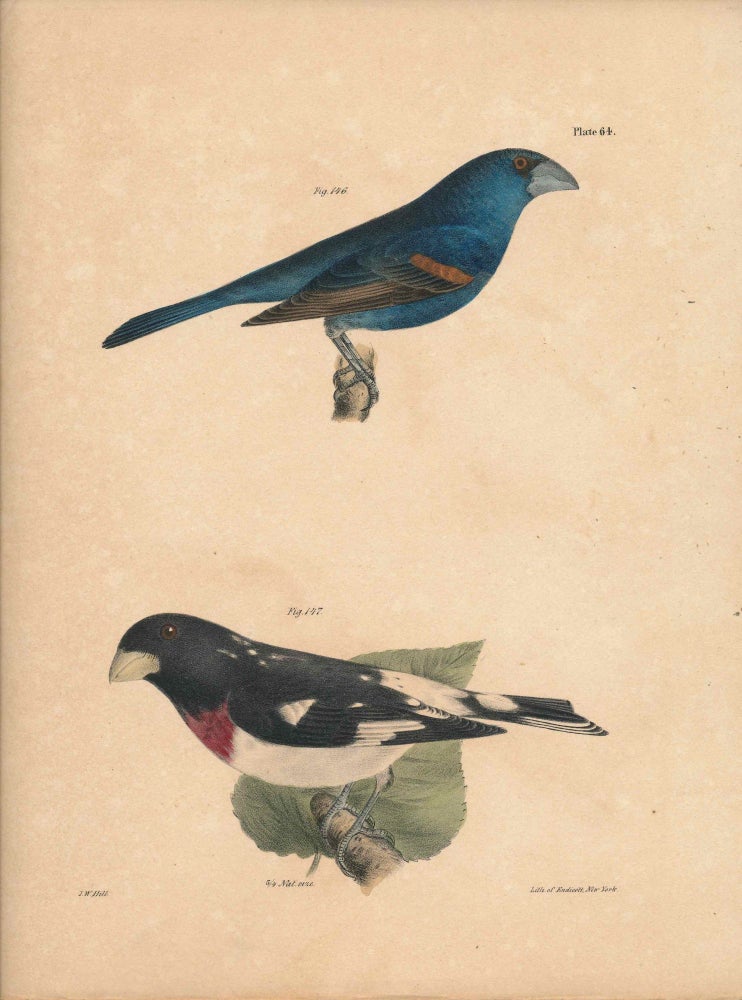 Item #34568 Bird print - Plate 58 from Zoology of New York, or the New-York Fauna. Part II Birds. (Grosbeaks). James E. De Kay, J. W. Hill, George Endicott, John William, lithographer, Ellsworth.
