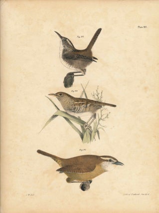 Item #34569 Bird print - Plate 42 from Zoology of New York, or the New-York Fauna. Part II Birds....