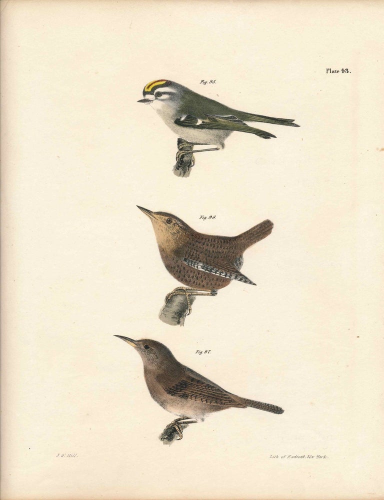 Item #34570 Bird print - Plate 43 from Zoology of New York, or the New-York Fauna. Part II Birds. (Wrens and a Kinglet). James E. De Kay, J. W. Hill, George Endicott, John William, lithographer, Ellsworth.