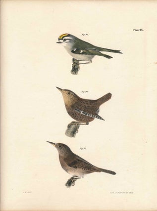Item #34570 Bird print - Plate 43 from Zoology of New York, or the New-York Fauna. Part II Birds....