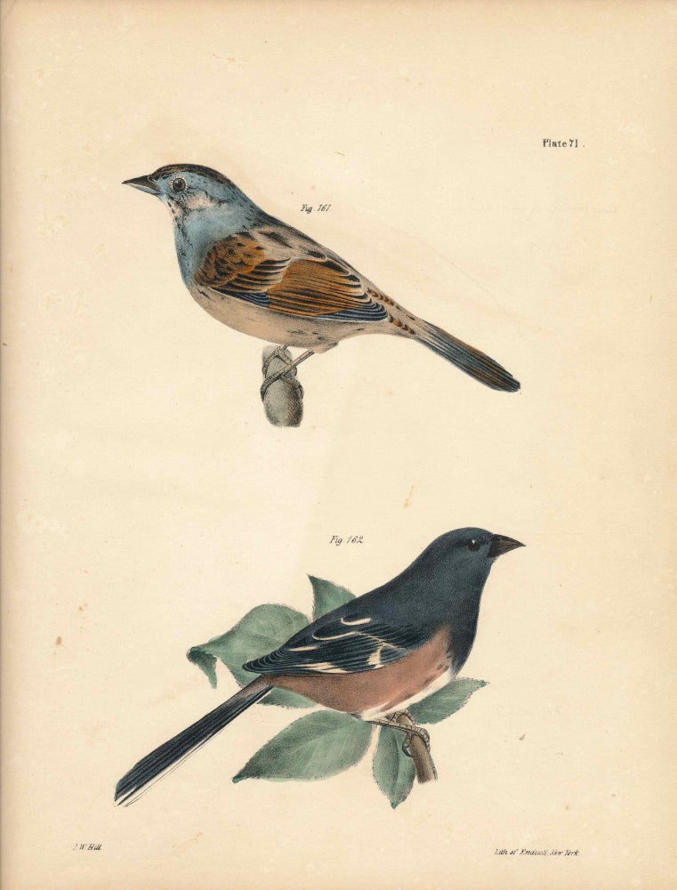 Item #34571 Bird print - Plate 71 from Zoology of New York, or the New-York Fauna. Part II Birds. (Swamp Finch and Chewink). James E. De Kay, J. W. Hill, George Endicott, John William, lithographer, Ellsworth.