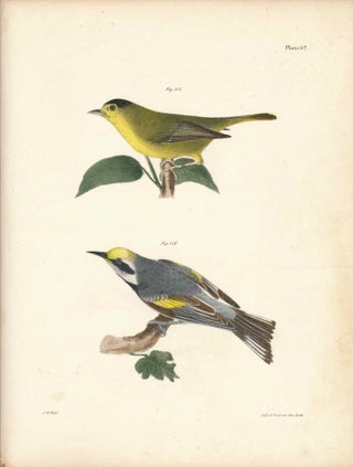 Item #34573 Bird print - Plate 52 from Zoology of New York, or the New-York Fauna. Part II Birds....