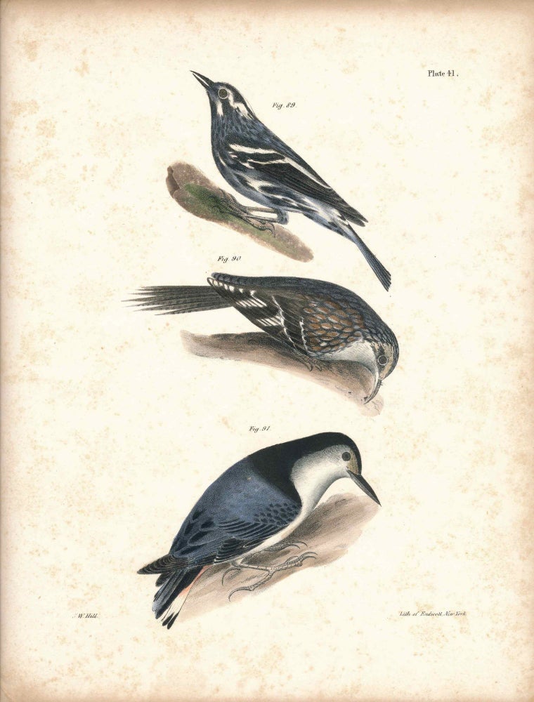 Item #34575 Bird print - Plate 41 from Zoology of New York, or the New-York Fauna. Part II Birds. (Creeping Warbler, Creeper, and Nuthatch). James E. De Kay, J. W. Hill, George Endicott, John William, lithographer, Ellsworth.