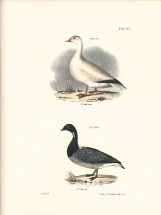 Item #34576 Bird print - Plate 107 from Zoology of New York, or the New-York Fauna. Part II...