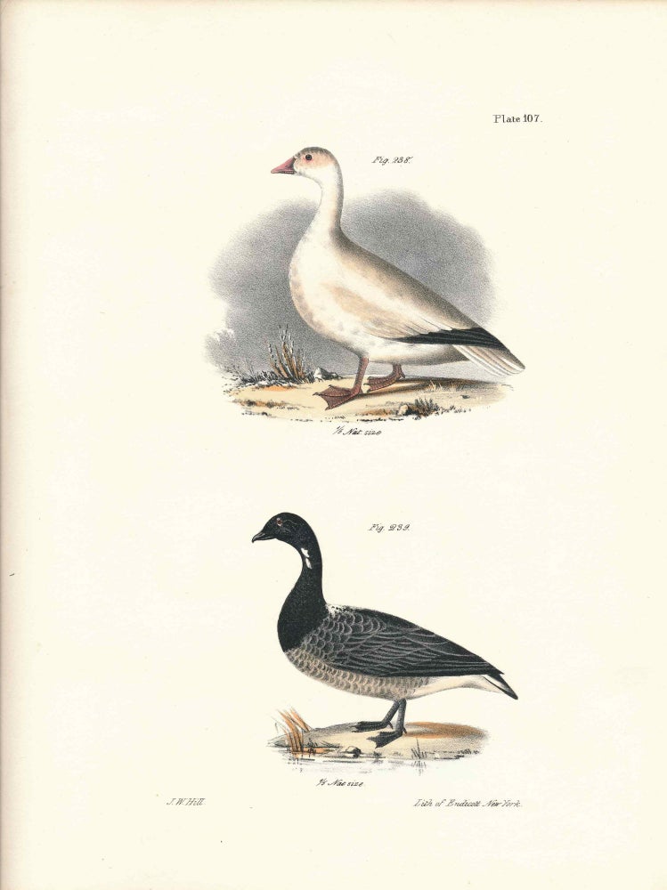 Item #34576 Bird print - Plate 107 from Zoology of New York, or the New-York Fauna. Part II Birds. (Geese). James E. De Kay, J. W. Hill, George Endicott, John William, lithographer, Ellsworth.