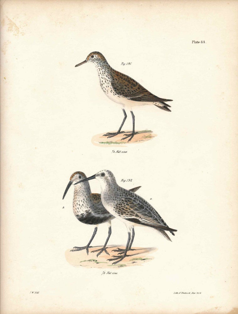 Item #34578 Bird print - Plate 84 from Zoology of New York, or the New-York Fauna. Part II Birds. (Sandpipers). James E. De Kay, J. W. Hill, George Endicott, John William, lithographer, Ellsworth.