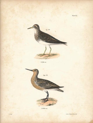 Item #34579 Bird print - Plate 85 from Zoology of New York, or the New-York Fauna. Part II Birds....