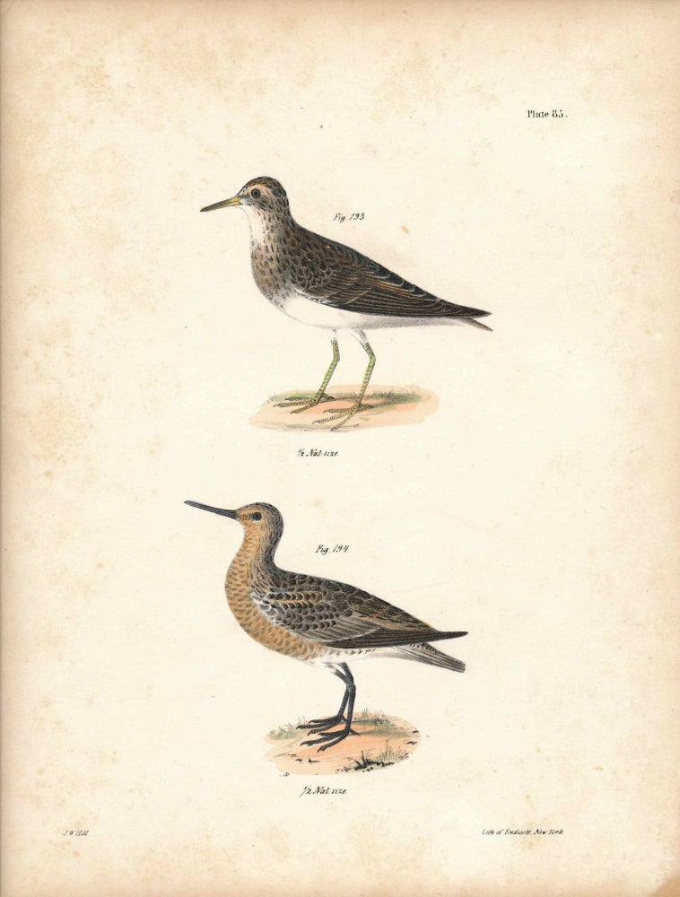 Item #34579 Bird print - Plate 85 from Zoology of New York, or the New-York Fauna. Part II Birds. (Sandpipers). James E. De Kay, J. W. Hill, George Endicott, John William, lithographer, Ellsworth.