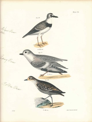 Item #34580 Bird print - Plate 78 from Zoology of New York, or the New-York Fauna. Part II Birds....