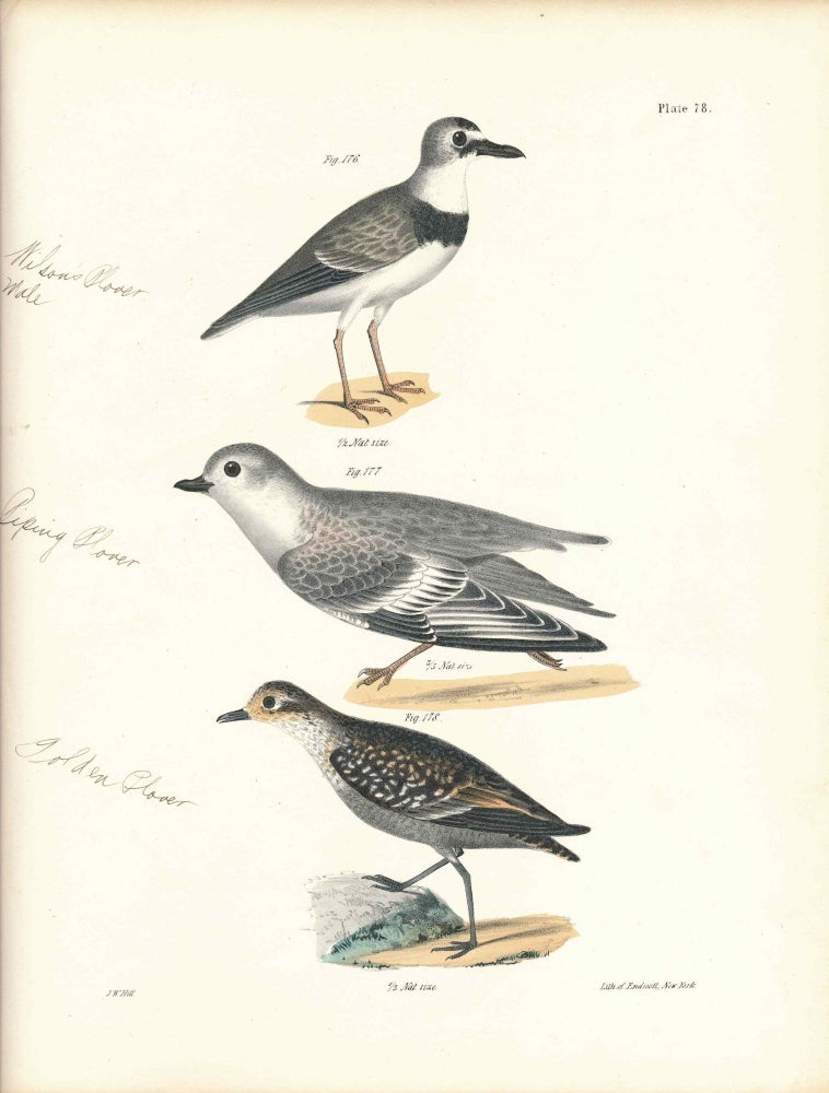 Item #34580 Bird print - Plate 78 from Zoology of New York, or the New-York Fauna. Part II Birds. (Plovers). James E. De Kay, J. W. Hill, George Endicott, John William, lithographer, Ellsworth.