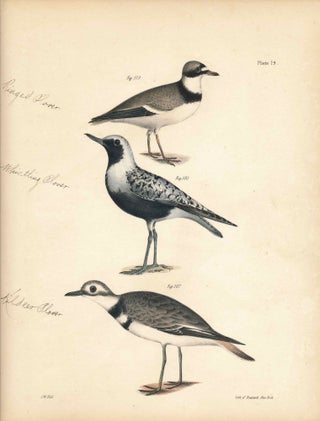 Item #34581 Bird print - Plate 79 from Zoology of New York, or the New-York Fauna. Part II Birds....