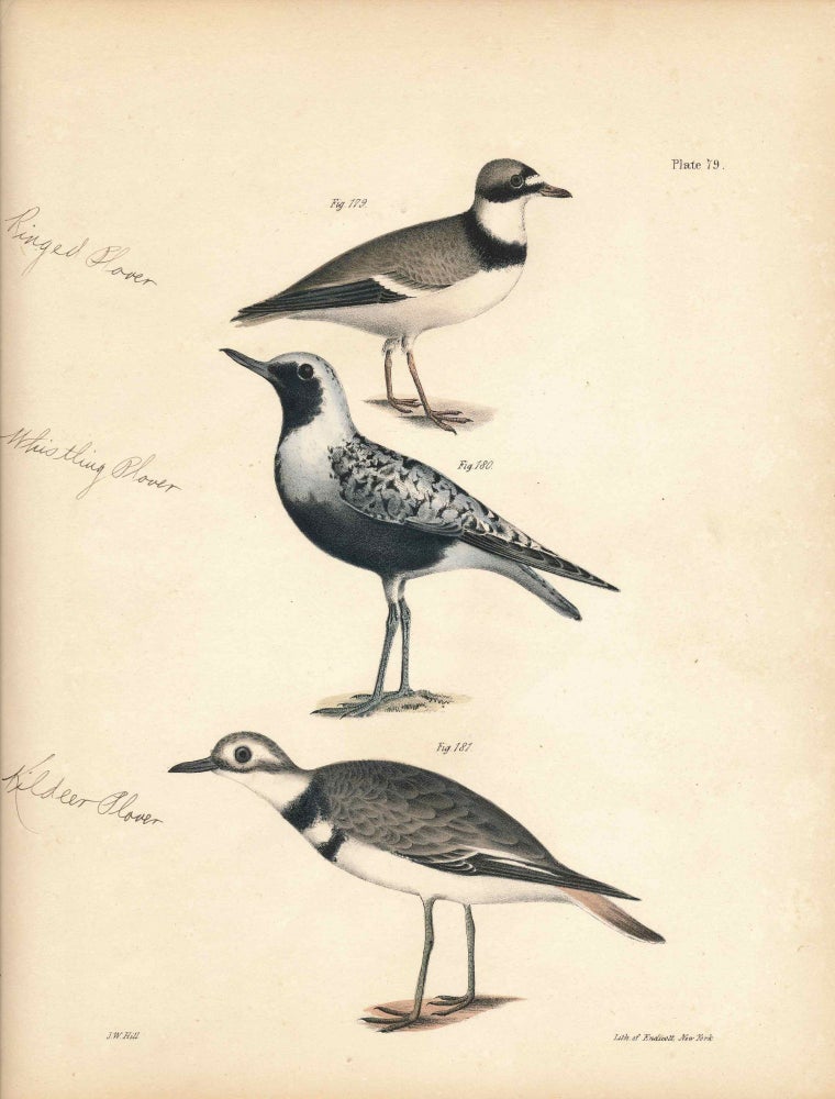 Item #34581 Bird print - Plate 79 from Zoology of New York, or the New-York Fauna. Part II Birds. (Plovers). James E. De Kay, J. W. Hill, George Endicott, John William, lithographer, Ellsworth.