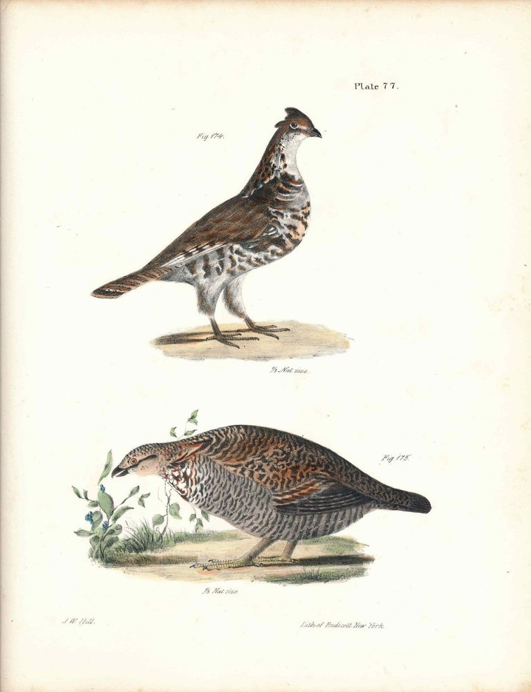 Item #34582 Bird print - Plate 77 from Zoology of New York, or the New-York Fauna. Part II Birds. (Partridge and Grouse). James E. De Kay, J. W. Hill, George Endicott, John William, lithographer, Ellsworth.
