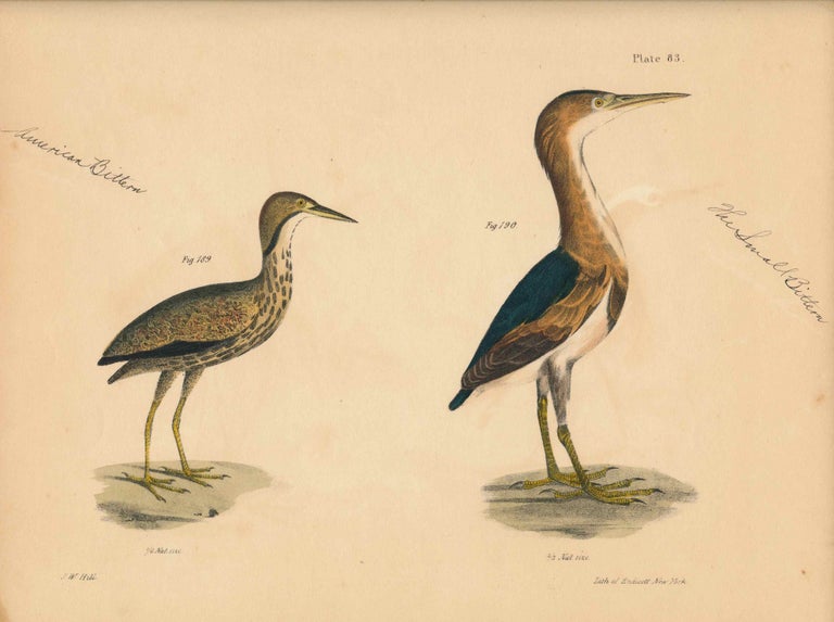 Item #34583 Bird print - Plate 83 from Zoology of New York, or the New-York Fauna. Part II Birds. (Bitterns). James E. De Kay, J. W. Hill, George Endicott, John William, lithographer, Ellsworth.