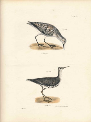 Item #34584 Bird print - Plate 91 from Zoology of New York, or the New-York Fauna. Part II Birds....