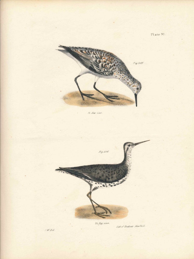 Item #34584 Bird print - Plate 91 from Zoology of New York, or the New-York Fauna. Part II Birds. (Sanderling and Sandlark). James E. De Kay, J. W. Hill, George Endicott, John William, lithographer, Ellsworth.