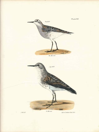 Item #34585 Bird print - Plate 92 from Zoology of New York, or the New-York Fauna. Part II Birds....